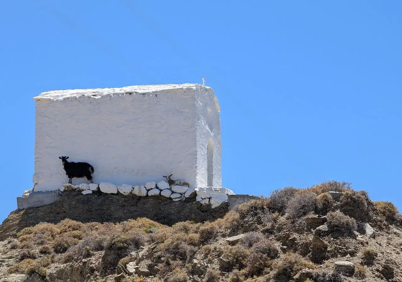 goats in skyros